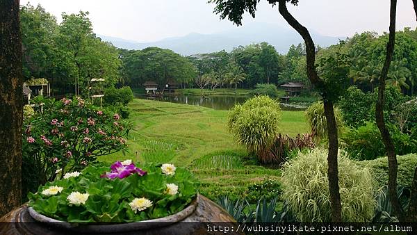 Four Seasons Resort Chiang Mai 農田(真的是還在耕種的田地) Four Seasons Resort Chiang Mai 農田(真的是還在耕種的田地)
