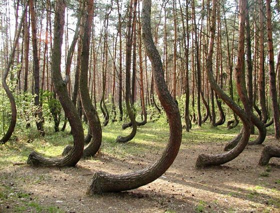 波蘭神秘彎彎林