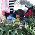 108.01.04 觀察菜園的植物 (8).JPG