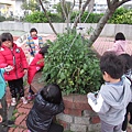 108.03.11 菜園採收 (11).JPG