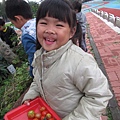 108.03.11 菜園採收 (47)-番茄.JPG