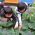 108.03.11 菜園採收 (77)-高麗菜蟲.JPG