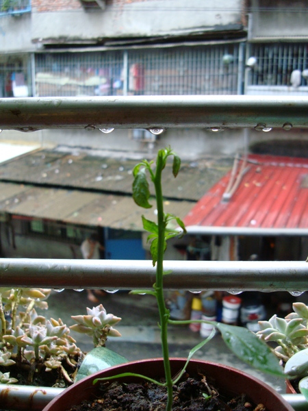 颱風雨終於停了