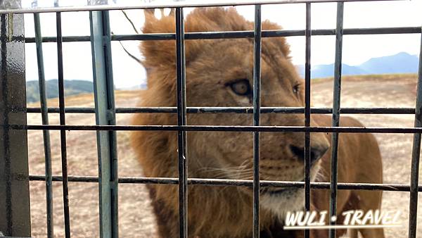 [遊記] 【日本九州】九州自然動物園-大分景點|探索日本最