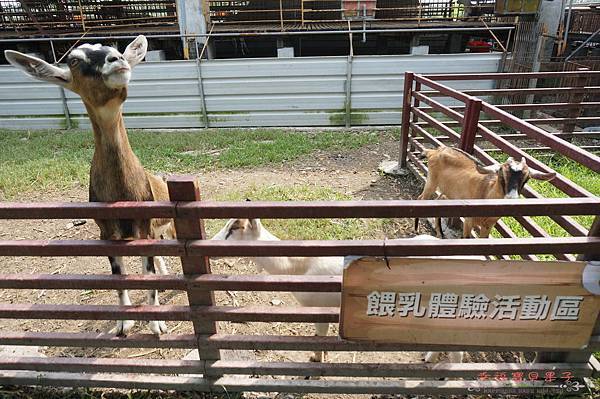 中原世紀教學牧場