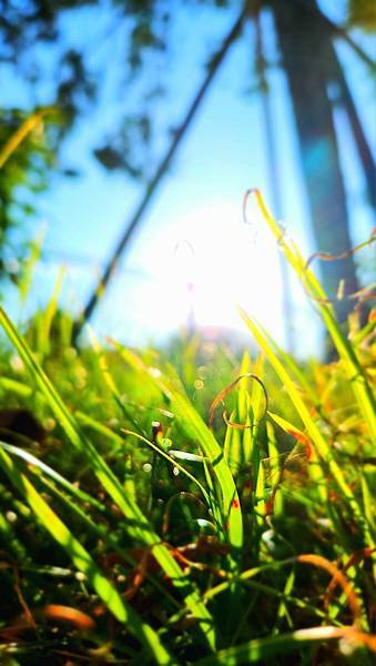 龍年走春 第二波～ (空空寫)