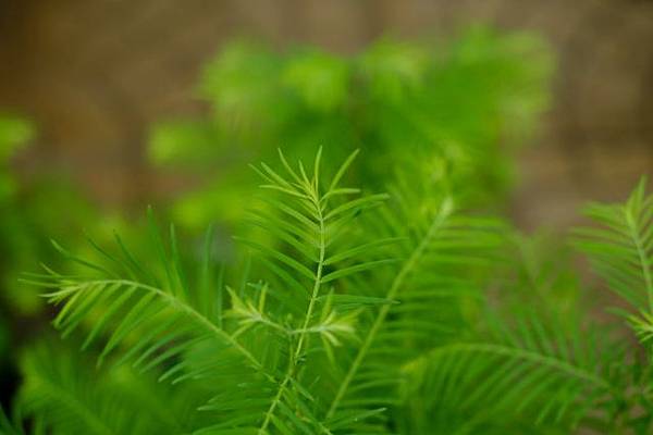 37-10號筆記--空性禪修 3 - 8 淨化