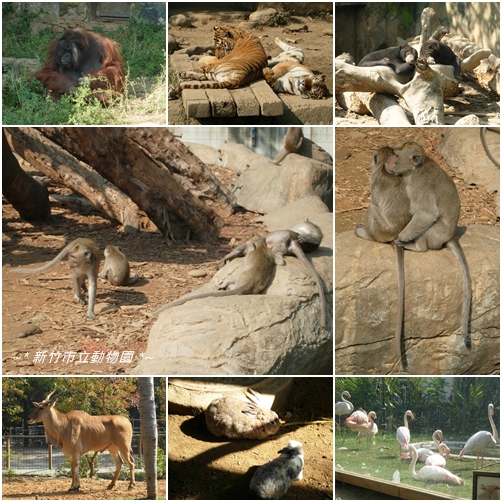 新竹市立動物園6.jpg