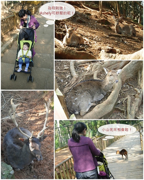 新竹市立動物園5.jpg