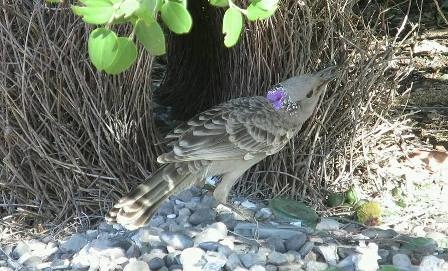 bowerbird3