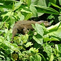 LA IGUANA 中南美特有的蜥蜴