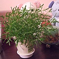 2008-10-26-846變歪的植物.jpg