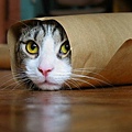 burrito_cat.jpg