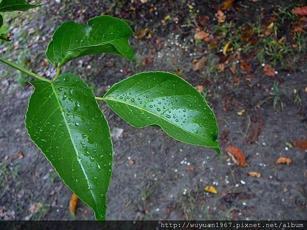 T4U十週年高雄茶會. (71).JPG