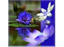 蓮花紫白.jpg 蓮花紫白.jpg