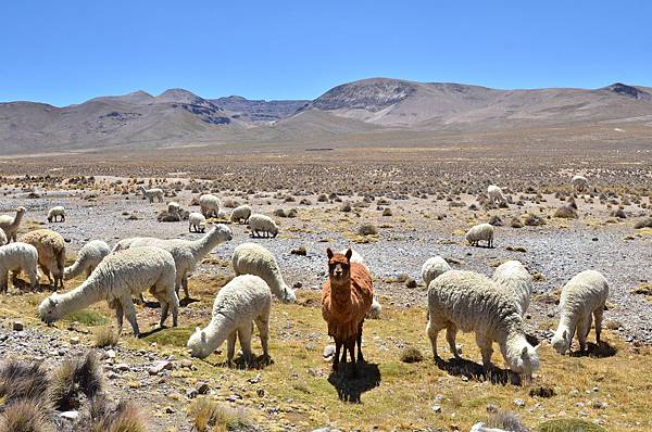 Colca Canyon