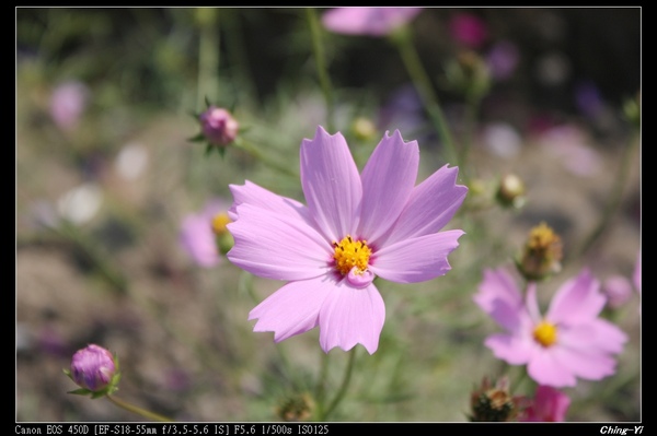 2008年12月8日大寮賞花季