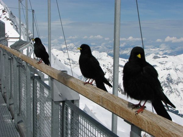 Jungfraujoch觀景台