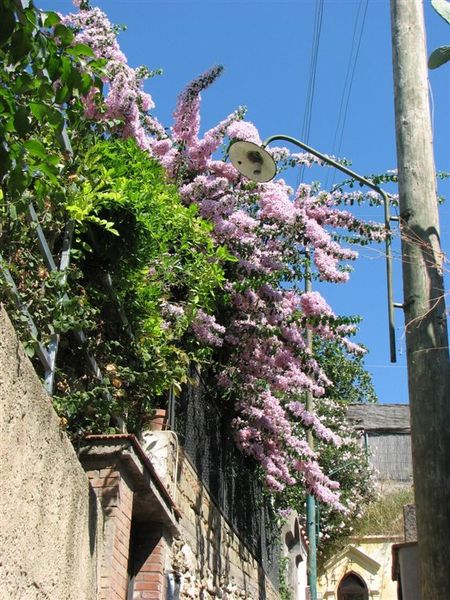 Capri Island