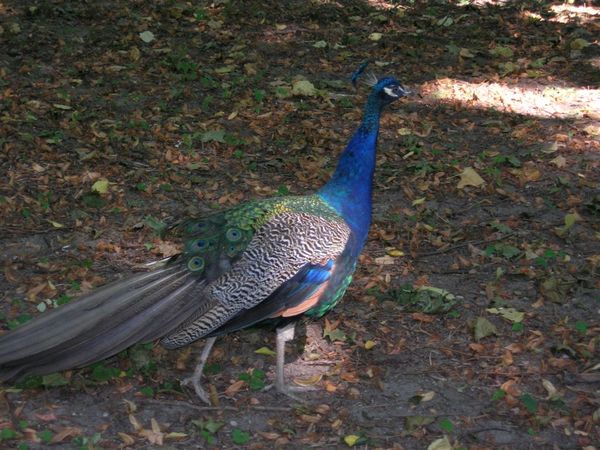 Warsaw -- peacock