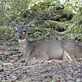 Mt. Rainier -- deer everywhere