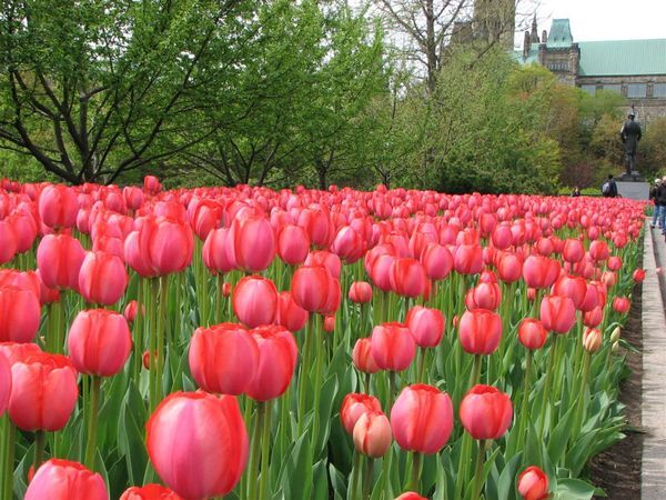 Ottawa Tulip Festival