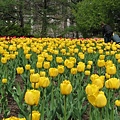 Ottawa Tulip Festival