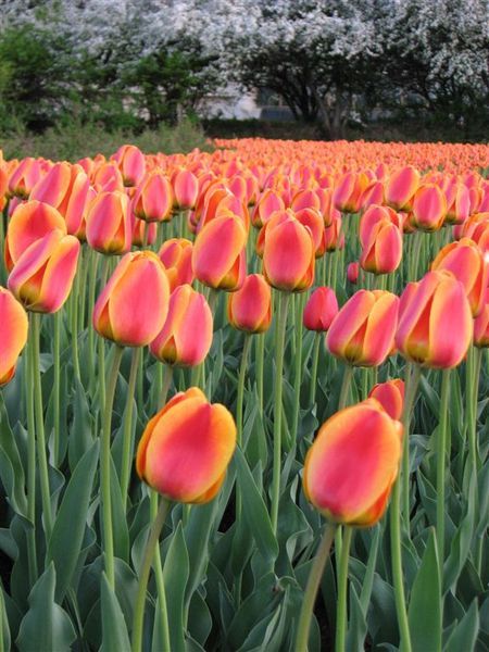 Tulips in Ottawa