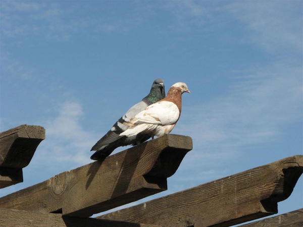 Mirador de Yanahuara