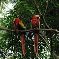 Copán Ruinas