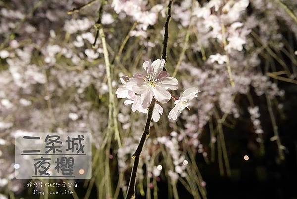 ★景點★日本京都→【元離宮二条城】令人驚豔與讚嘆的夜櫻❤華麗舞動的光與櫻