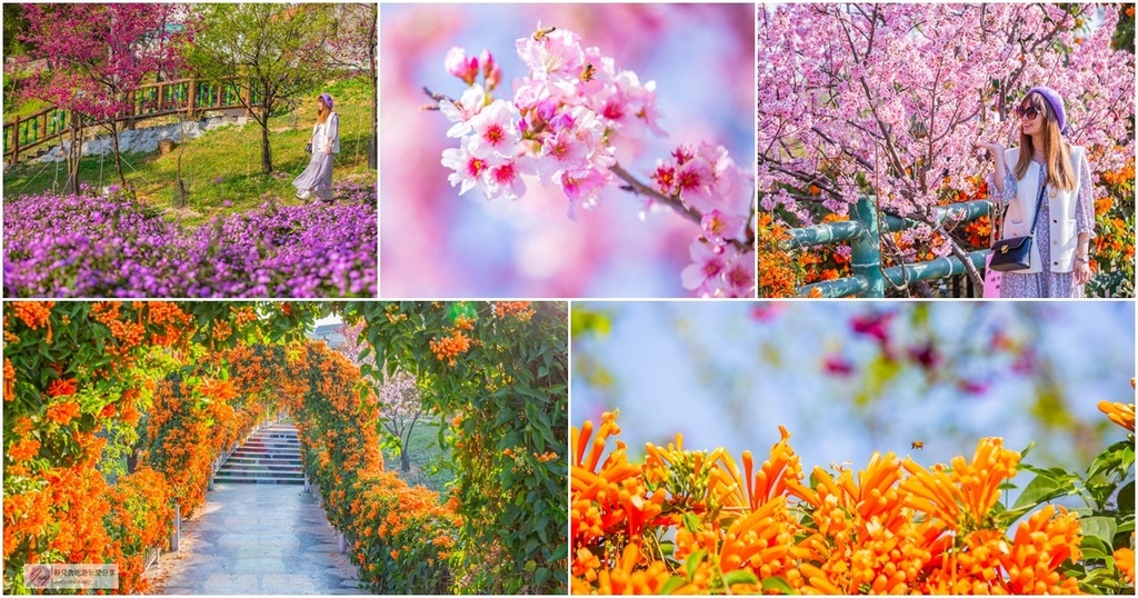 永吉公園,鶯歌老街,鶯歌陶瓷博物館,炮仗花隧道,墨染櫻,山櫻花,吉野櫻,新北,鶯歌,櫻花,賞櫻,櫻花季,賞花,炮仗花,拍照,打卡,捷運,博物館,老街