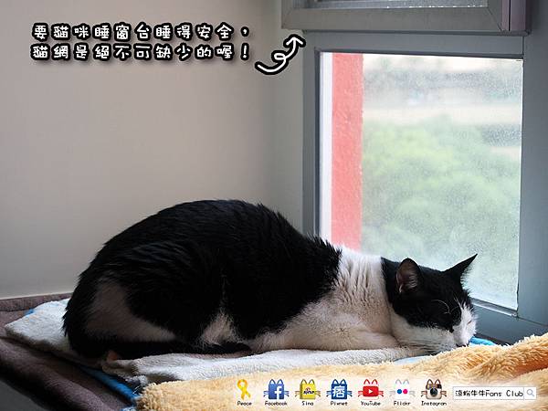 要貓咪睡窗台睡得安全，貓網是絕不可缺少的喔！