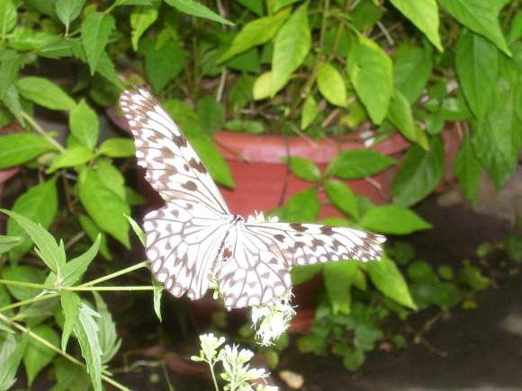 100_7991.JPG