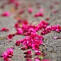 20090215-DSC_3047.jpg