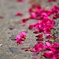 20090215-DSC_3048.jpg
