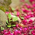20090215-DSC_3050.jpg