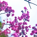 20090215-DSC_3056.jpg