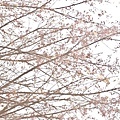 20090215-DSC_3068.jpg