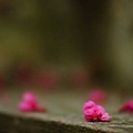 20090215-DSC_3087.jpg