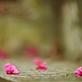 20090215-DSC_3088.jpg