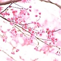 20090215-DSC_3094.jpg