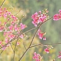 20090215-DSC_3118.jpg