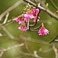 20090215-DSC_3120.jpg