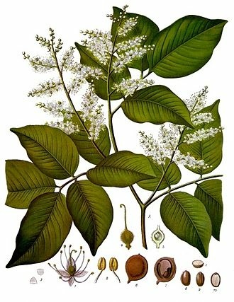 330px-Copaifera_officinalis_-_Köhler–s_Medizinal-Pflanzen-047.jpg