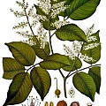 330px-Copaifera_officinalis_-_Köhler–s_Medizinal-Pflanzen-047.jpg