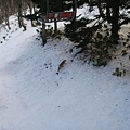 野生狐狸