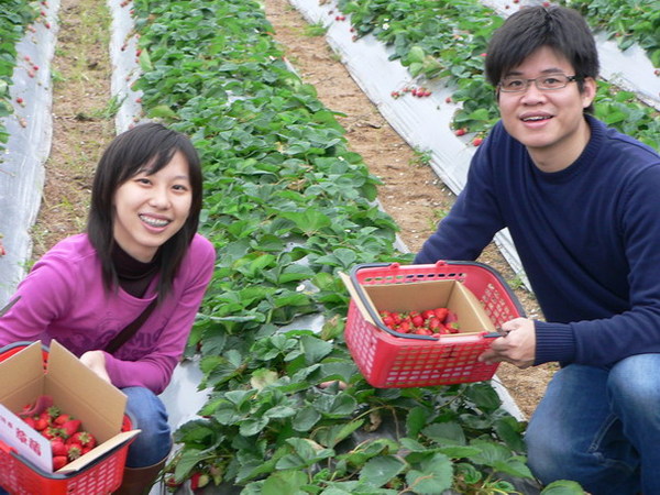 2006.大湖採草莓