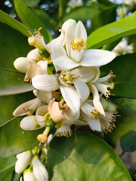 西施柚花 魔女的邪惡魔藥學研究筆記本 痞客邦