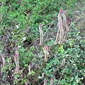 IMG_7677.JPG